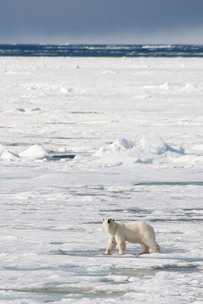 istock Polar Bear on Arctic Sea Ice 184370273