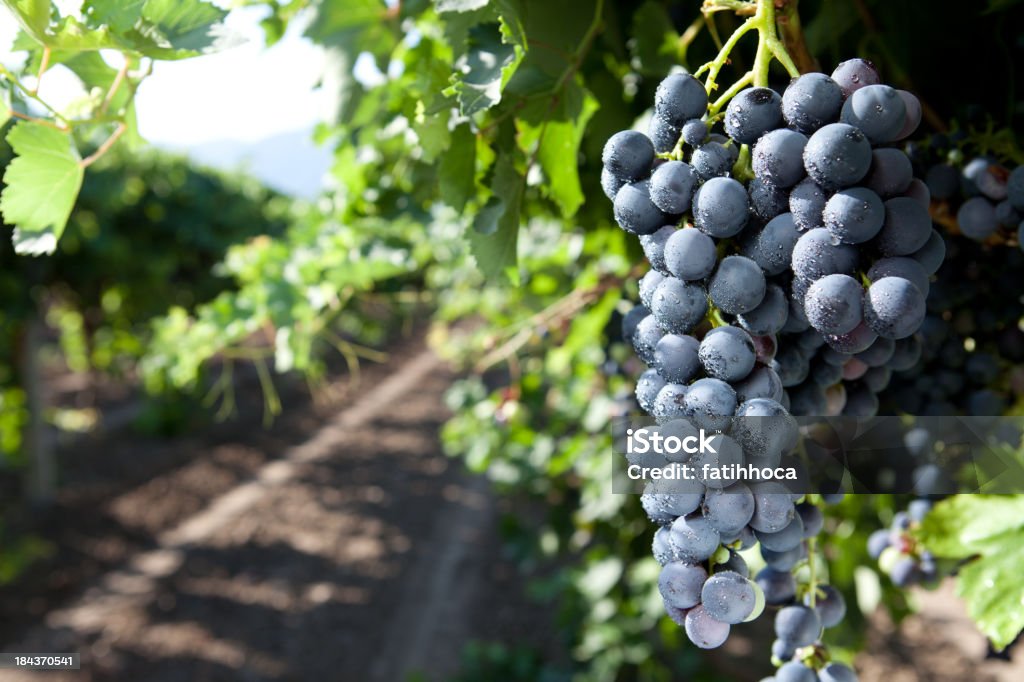 Uva negra - Foto de stock de Uva negra libre de derechos