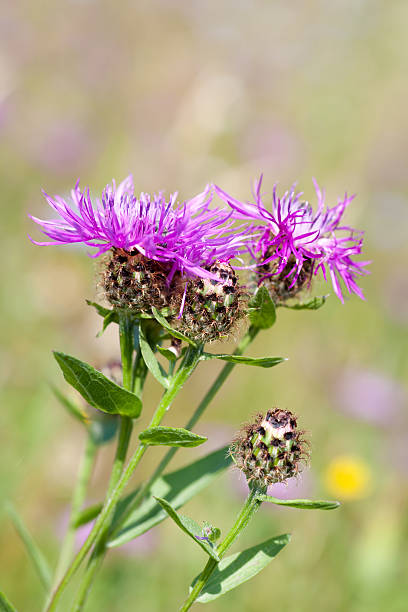 васильке луговом крупным планом - meadow single flower bud cornflower стоковые фото и изображения