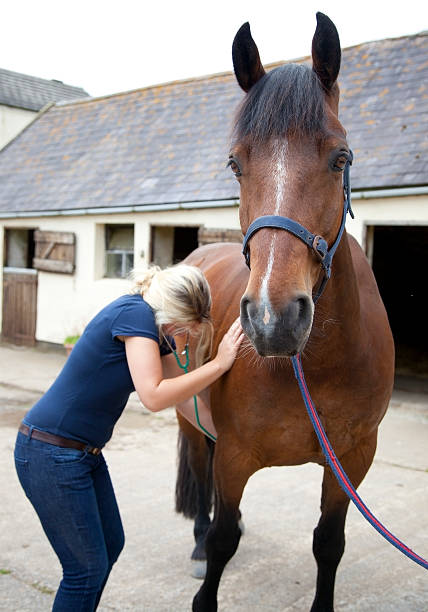 istock vet examining horse 184370659