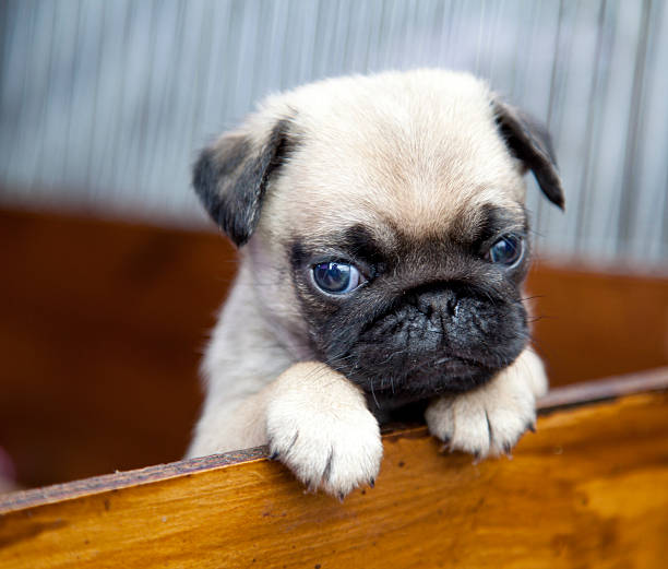 Cute pug puppy peeps over a wooden barrier with paws raised stock photo