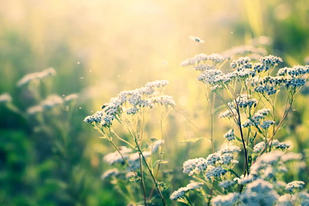 istock Wild flowers and little insects in sunset 184370801
