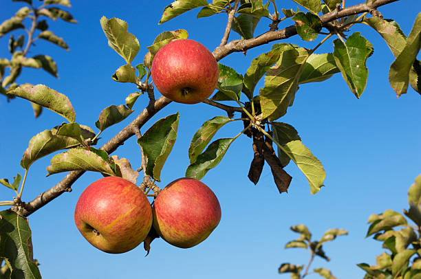 istock Close-up of Organic Red Apples Ripening On Tree 184370982