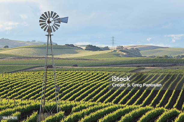 Weinberglandschaft Stockfoto und mehr Bilder von Napa Valley - Napa Valley, Weinberg, Kalifornien