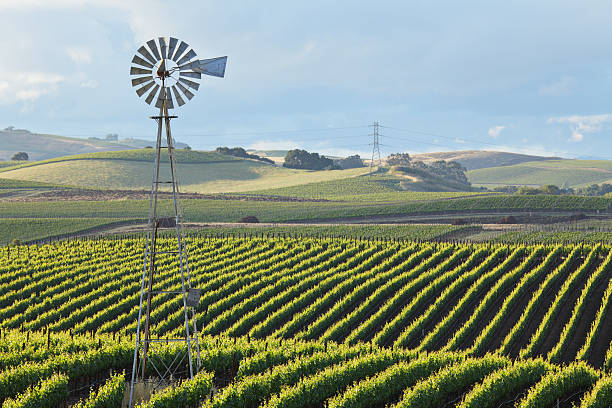 winnica krajobraz - carneros valley napa valley vineyard california zdjęcia i obrazy z banku zdjęć