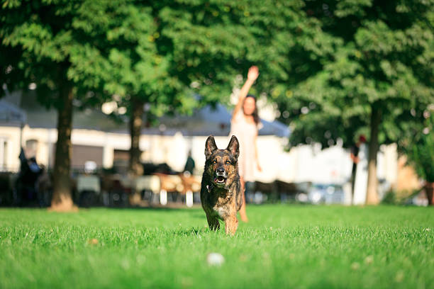 femme avec son chien dans le parc - dog retrieving german shepherd pets photos et images de collection