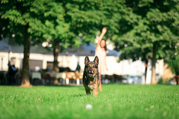kobieta z psem w parku - dog retrieving german shepherd pets zdjęcia i obrazy z banku zdjęć