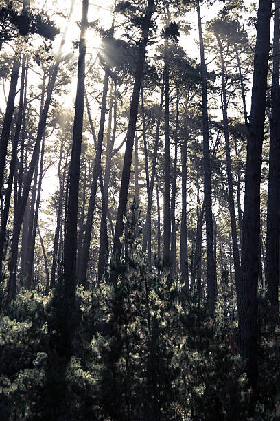 Sunlight Through Trees "Bright sunlight streaming through tall trees in a Northern California, USA forest. The sunlight beams cast a warm glow on the foliage and trees." new forest tall trees stock pictures, royalty-free photos & images