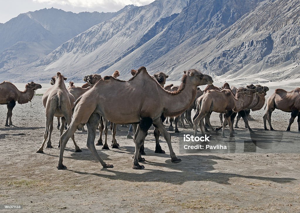 Herde von Bactrian Kamele Nubra-Tal, Indien - Lizenzfrei Asien Stock-Foto