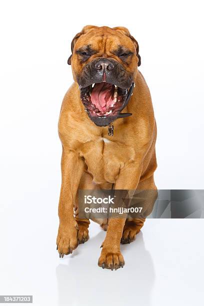 Wütend Bull Moose Hund Stockfoto und mehr Bilder von Hund - Hund, Bellen, Mastiff