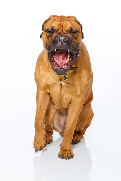 angry bullmastiff cão - bull mastiff imagens e fotografias de stock