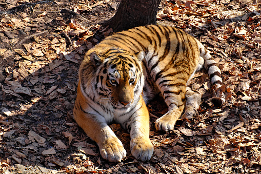 Amur tiger basking on fallen leaves under the warm autumn sun. Selective focus.