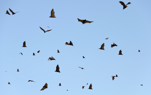 Lots of flying fox in the air.See also