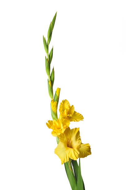 gladiolo - gladiolus single flower stem isolated foto e immagini stock