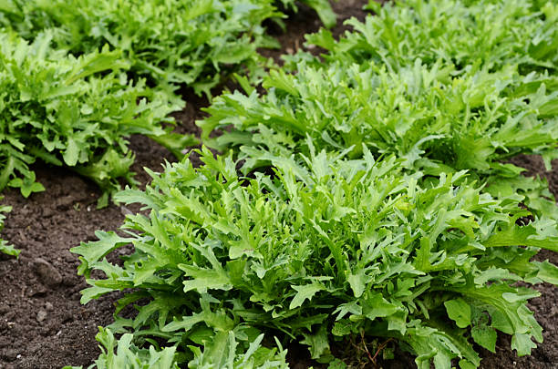 curly endives - chicory fotografías e imágenes de stock