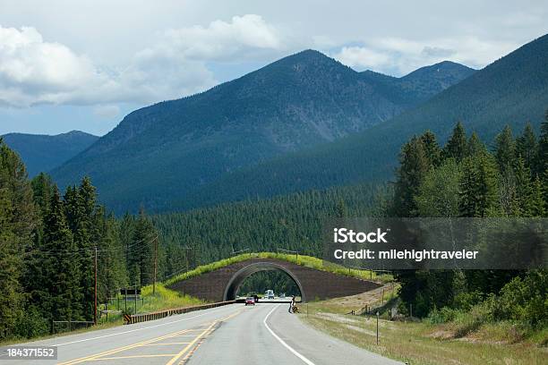 Montana Autostrada 93 Animale Su Ponte Salishkootenai Prenotazione - Fotografie stock e altre immagini di Montana