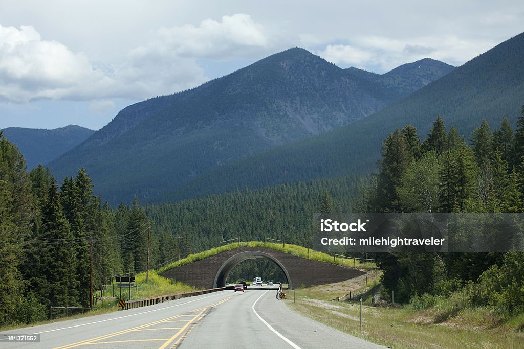 Montana Estrada 93 Animal Ponte em Salish-Kootenai Reserva - Royalty-free Montana Foto de stock