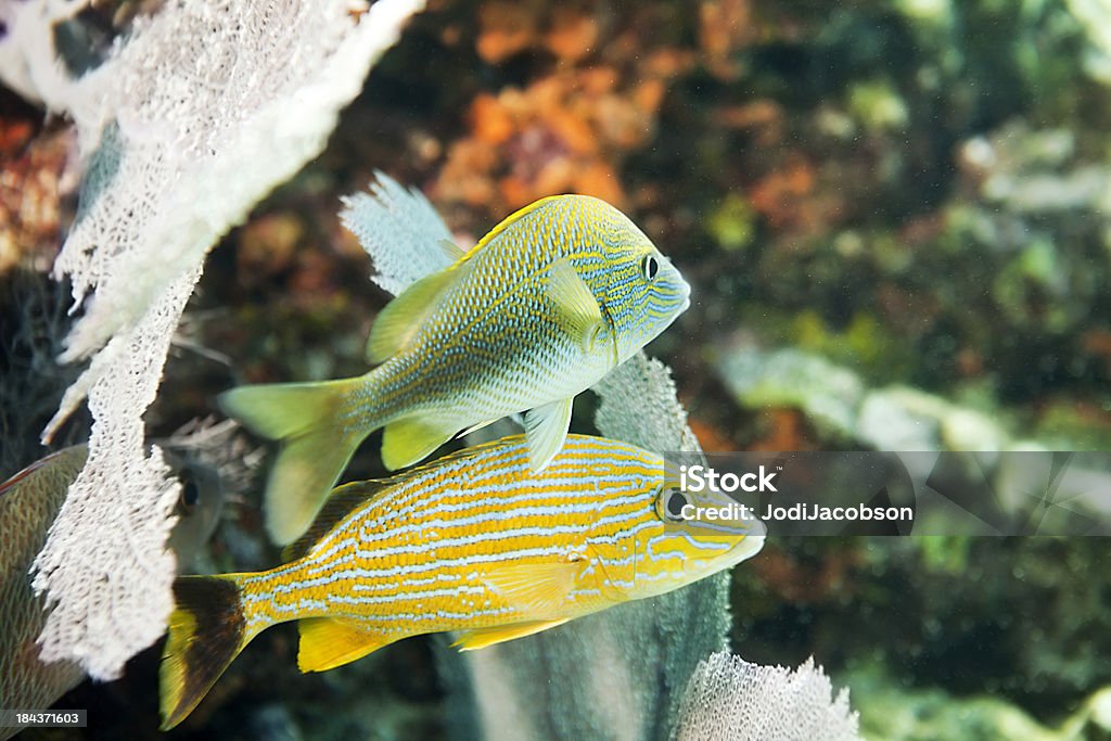 Underwater: Blue striped and French Grunt Haemulon flavolineatum and Haemulon sciurus Blue grunt and French Grunt in the CaribbeanClick here to view my other underwater images Animal Stock Photo