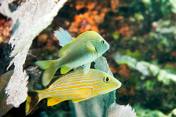 Underwater: Blue striped and French Grunt Haemulon flavolineatum and Haemulon sciurus Blue grunt and French Grunt in the CaribbeanClick here to view my other underwater images french grunt photos stock pictures, royalty-free photos & images