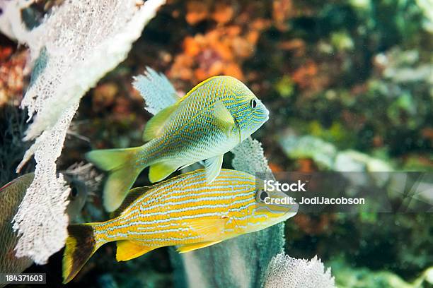 Underwater Blue Striped And French Grunt Stock Photo - Download Image Now - Animal, At The Bottom Of, Reef