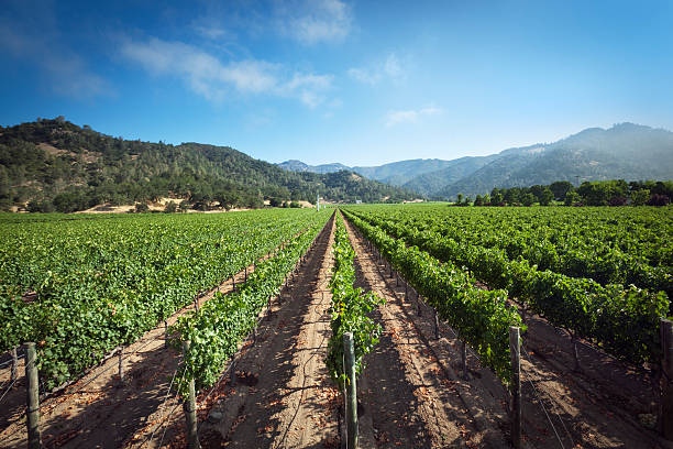 napa valley california wine country vine paisaje de viñedos de uva - napa grape vineyard vine fotografías e imágenes de stock