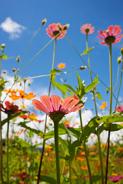 istock Beautiful wild flowers in a meadow. 184371704