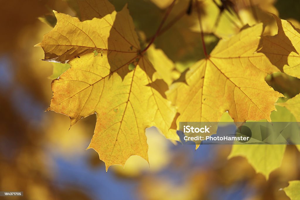 Herbst Ahorn Blätter - Lizenzfrei Ahorn Stock-Foto