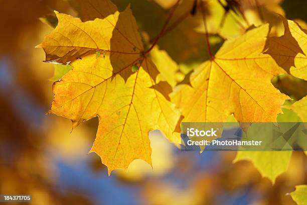 Herbst Ahorn Blätter Stockfoto und mehr Bilder von Ahorn - Ahorn, Ahornblatt, Ast - Pflanzenbestandteil