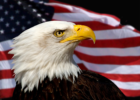 Bald eagle head with US flag in background.