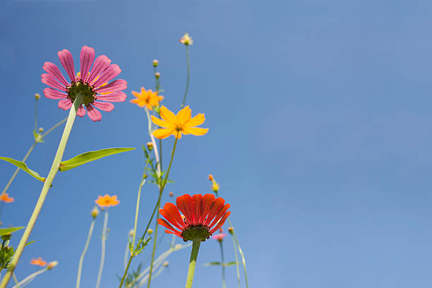 istock Beautiful wild flowers in a meadow. 184371893