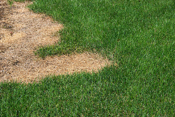 Green lawn with dead spot. Photograph of a green lawn with a large dead area. thatched roof stock pictures, royalty-free photos & images