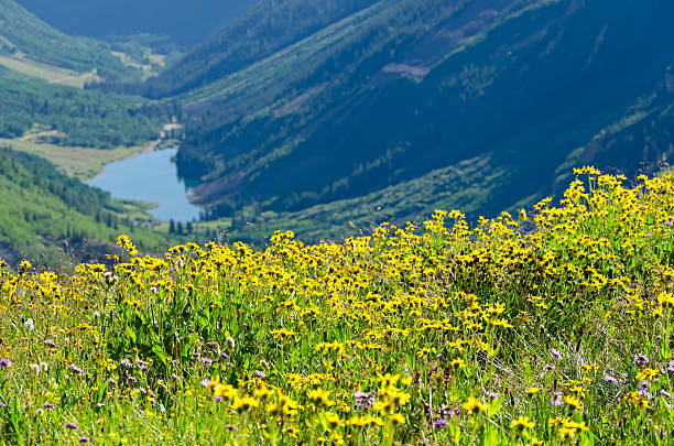 istock Beautiful Yellow Alpine Wildflowers 184372181