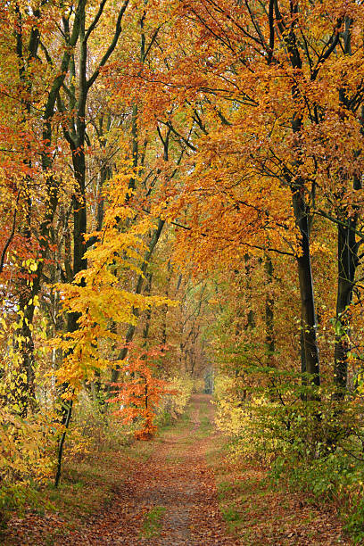 golden otoño - herbstwald fotografías e imágenes de stock