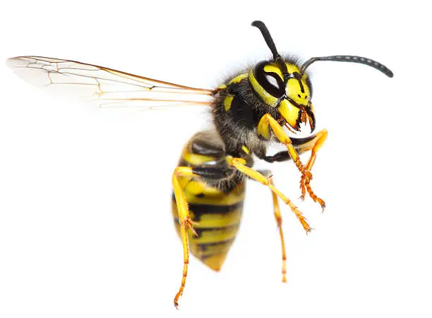 flying wasp