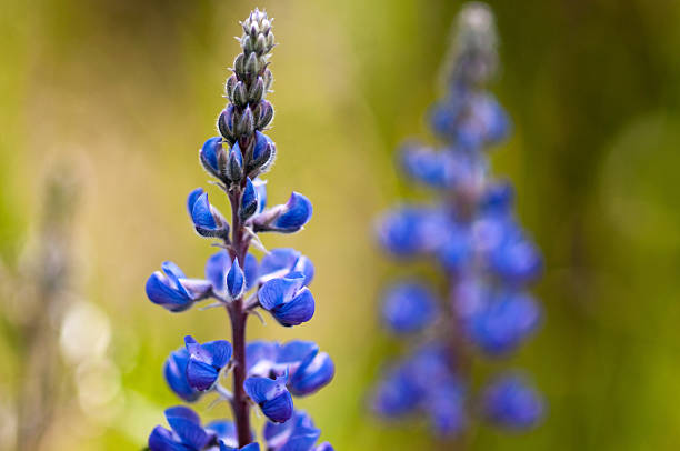 zbliżenie z łubin w góry skaliste - wildflower flower colorado lupine zdjęcia i obrazy z banku zdjęć