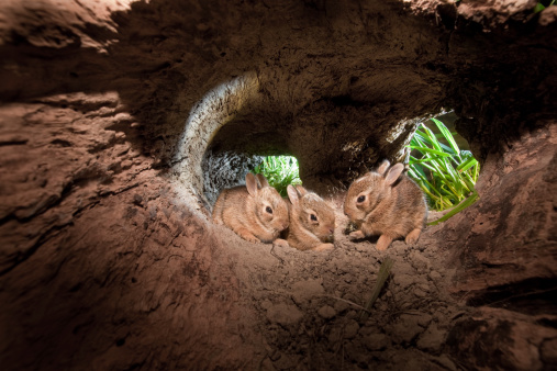 Conejo de cola blanca de bebé conejos, en su hogar lejos del hogar en su hollowed un registro photo