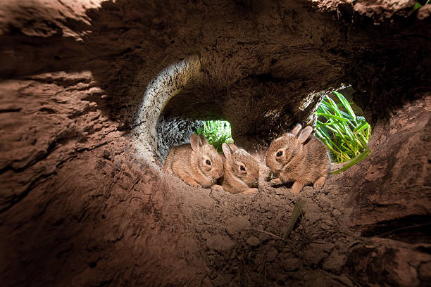 Baby Cottontail Rabbits, at home in their hollowed out log "Baby Cottontail Rabbits, at home in their hollowed out log" animal den photos stock pictures, royalty-free photos & images