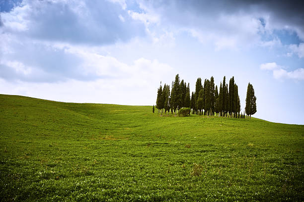 istock Tuscan Rolling Hills with Cypresses, Val d'Orcia in Italy 184372919