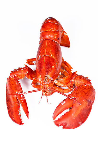 istock Boiled Maine Lobster 184373298