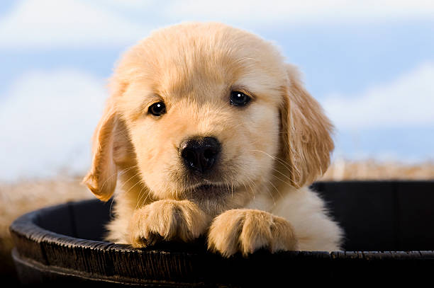 istock Young Puppy in an old woooden Barrel 184373302