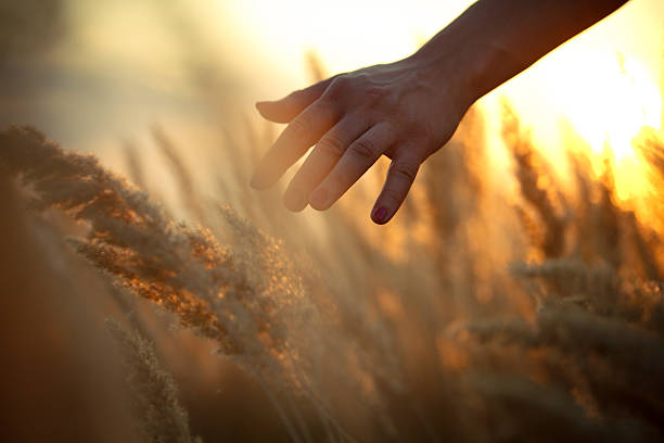 mão em um campo - seed human hand wheat cereal plant - fotografias e filmes do acervo