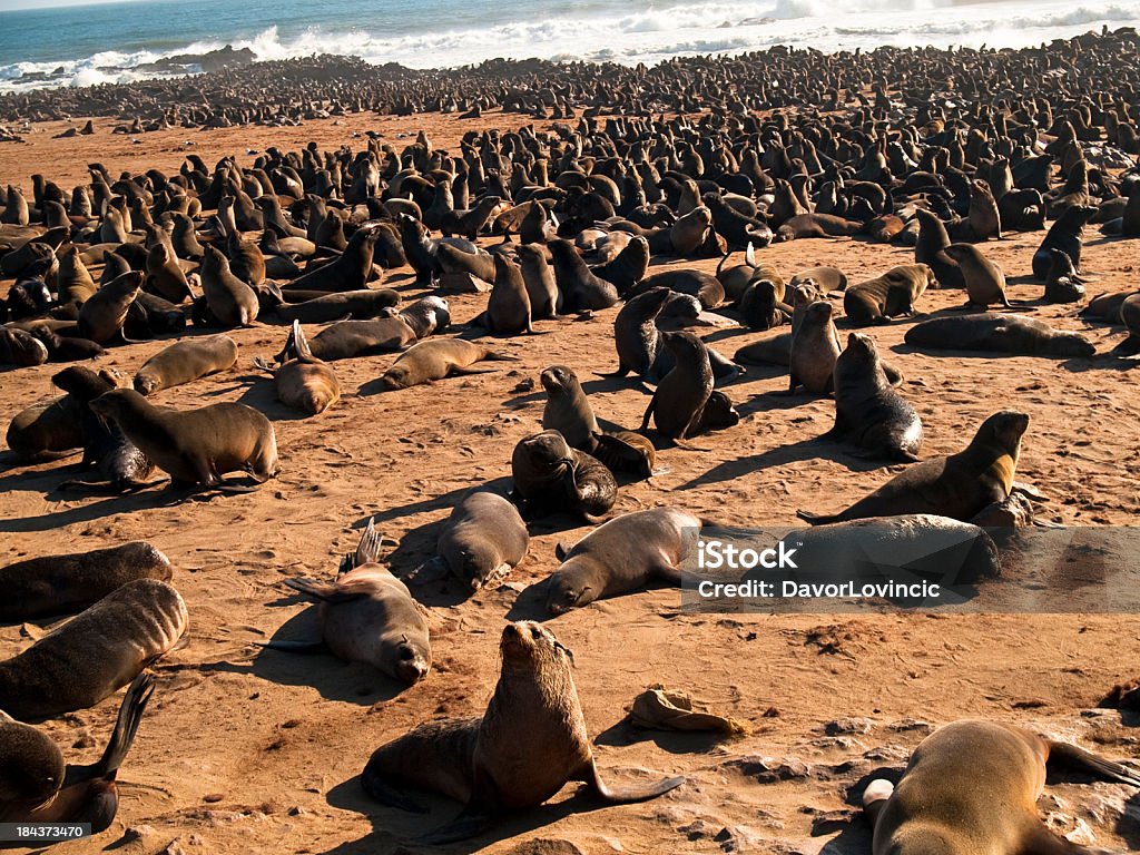 sea Seelöwen - Lizenzfrei Afrika Stock-Foto