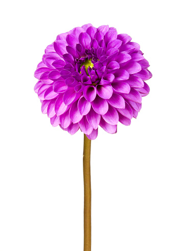 Purple flower on a white background.