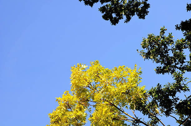 Autumn leaves Golden or yellow leaves on a Fraxinus excelsior 'Jaspidea' (Golden Ash) tree. Clear blue sky in the background. Upwards shot. Copy space on the left. fraxinus excelsior jaspidea stock pictures, royalty-free photos & images