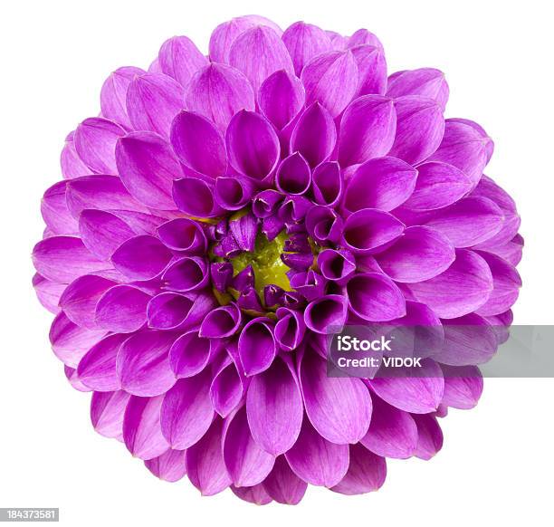 Dahlie Stockfoto und mehr Bilder von Blume - Blume, Lila, Dahlie