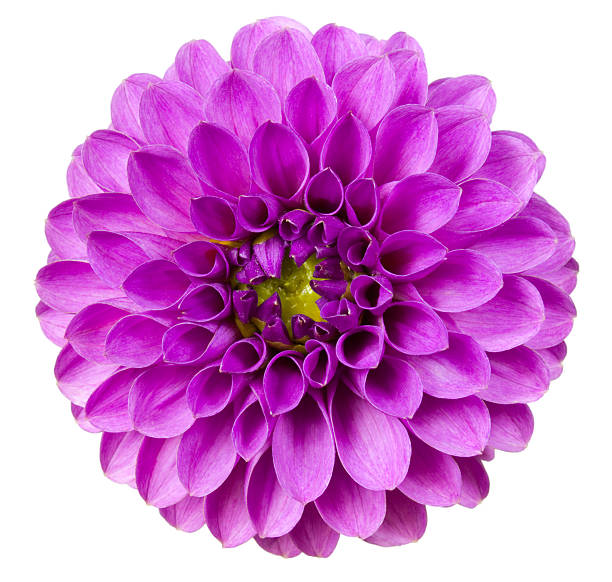 Dahlia Purple flower on a white background. dahlia photos stock pictures, royalty-free photos & images