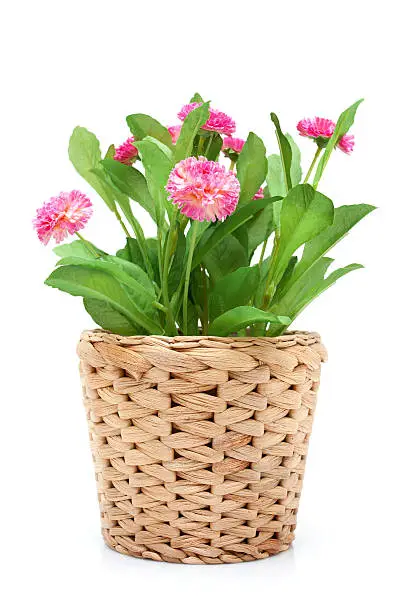 Photo of Flower in woven pot isolated on white background