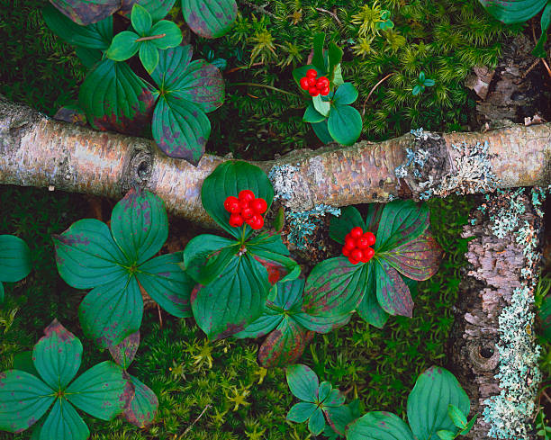 Red berries are nestled in amongst the changing colored leaves and mossy forest floor in Acadia National Park in Maine. Branches are covered in lichen and frame the picture.