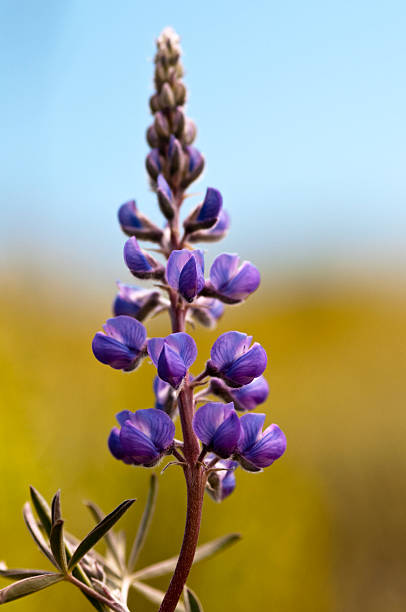 zbliżenie pojedynczy łubin flower - wildflower flower colorado lupine zdjęcia i obrazy z banku zdjęć