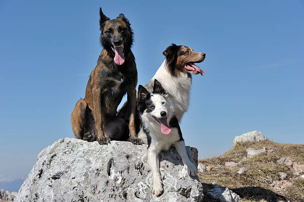 hunde genießen sie den blick auf die berge - group of dogs stock-fotos und bilder